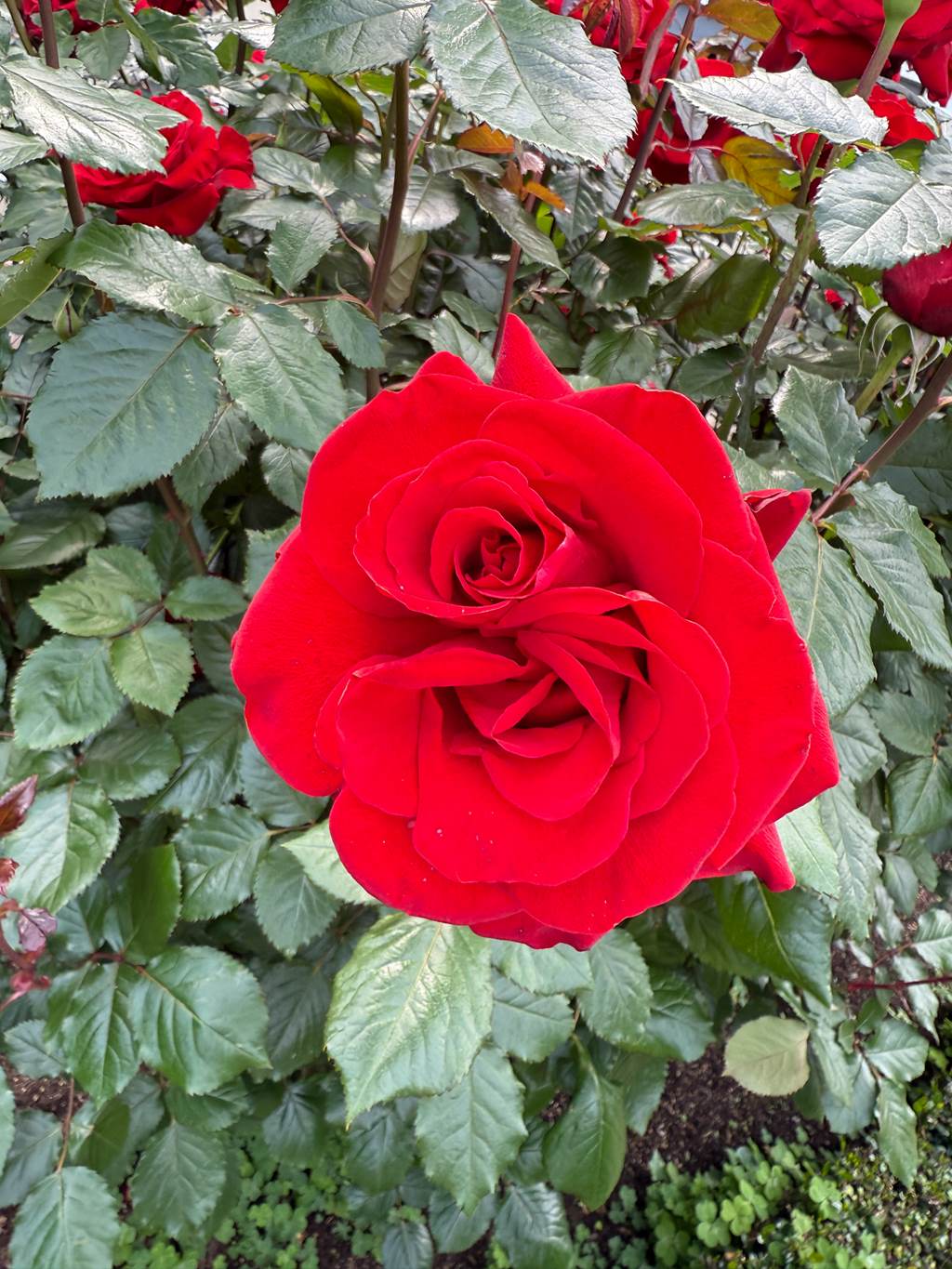 Hane Ame 雨波写真 – 玫瑰刚好绽放[30P/4V/230MB]插图