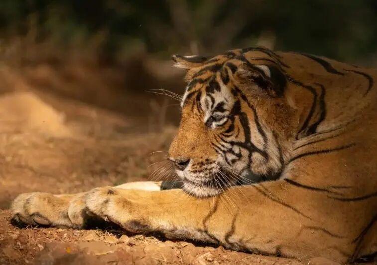 自然界中老死的狮子和老虎尸体为何罕见？它们去了哪里？插图4