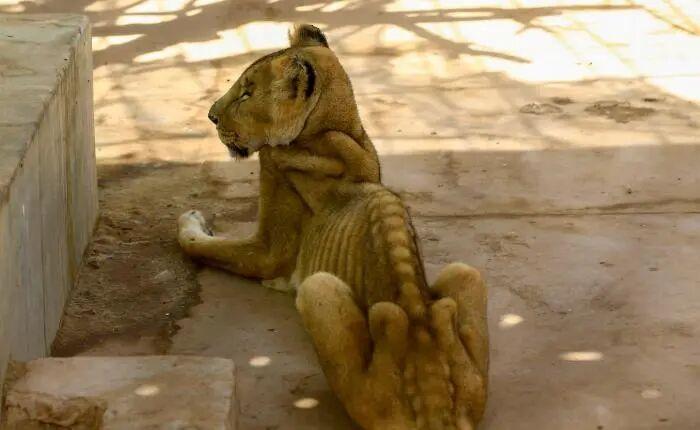 自然界中老死的狮子和老虎尸体为何罕见？它们去了哪里？插图7