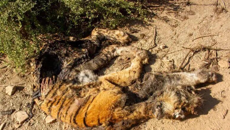 自然界中老死的狮子和老虎尸体为何罕见？它们去了哪里？插图8