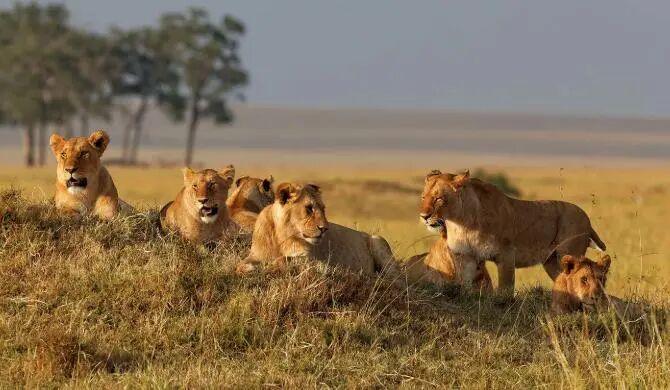 自然界中老死的狮子和老虎尸体为何罕见？它们去了哪里？插图5