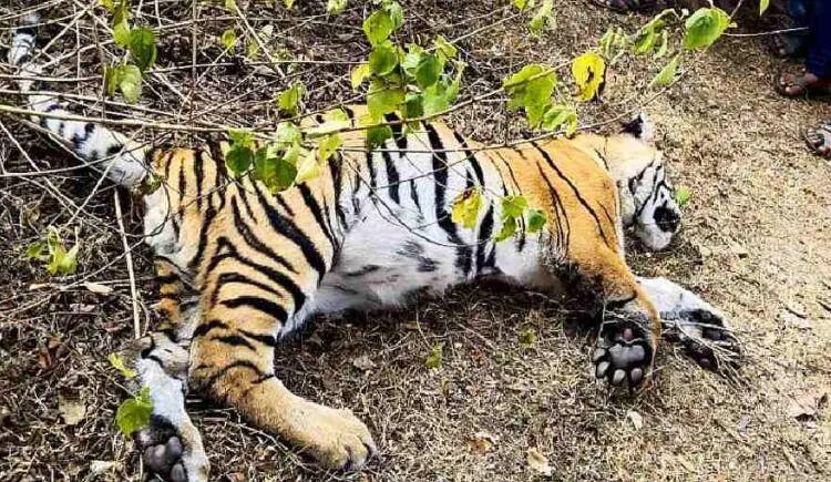 自然界中老死的狮子和老虎尸体为何罕见？它们去了哪里？插图11