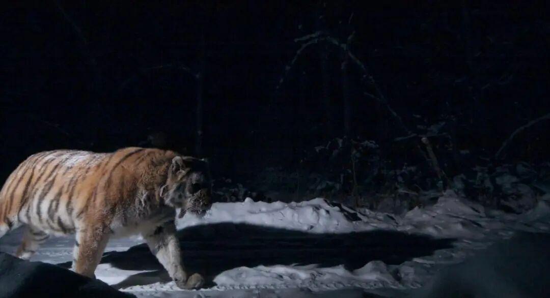 自然界中老死的狮子和老虎尸体为何罕见？它们去了哪里？插图3