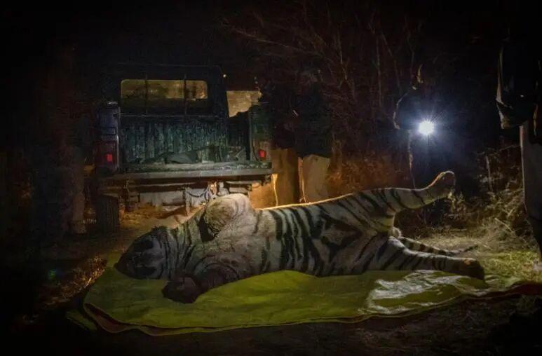 自然界中老死的狮子和老虎尸体为何罕见？它们去了哪里？插图12