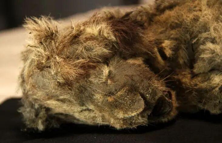 自然界中老死的狮子和老虎尸体为何罕见？它们去了哪里？插图9