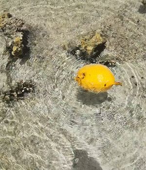 独孤九剑的传人…插图5