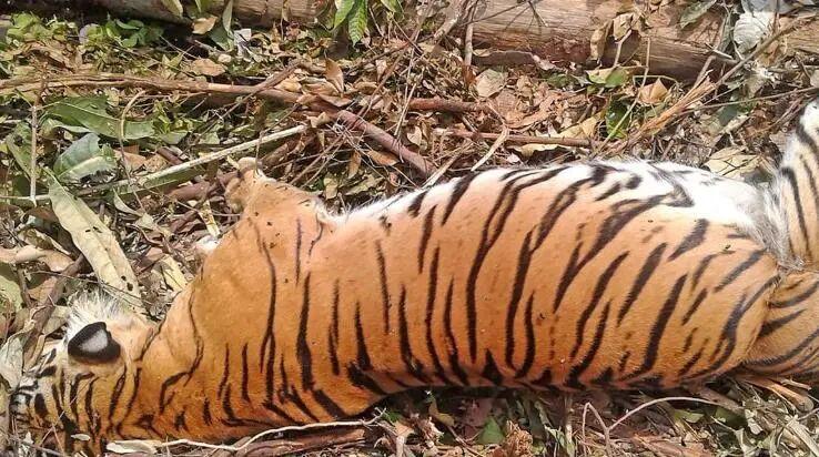 自然界中老死的狮子和老虎尸体为何罕见？它们去了哪里？插图10