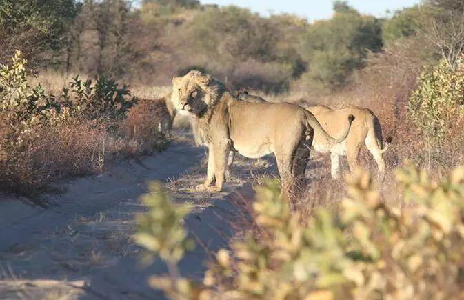 自然界中老死的狮子和老虎尸体为何罕见？它们去了哪里？插图6