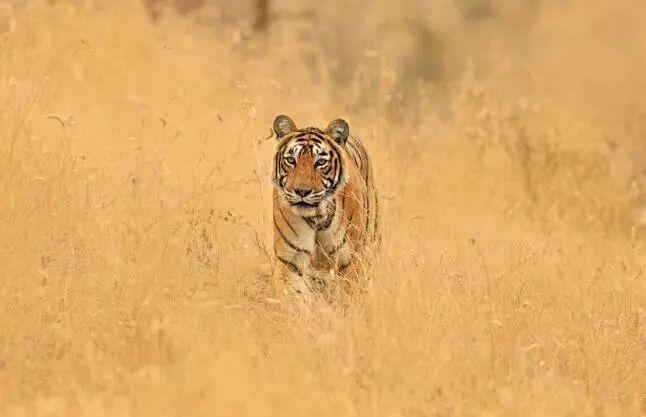 自然界中老死的狮子和老虎尸体为何罕见？它们去了哪里？插图2