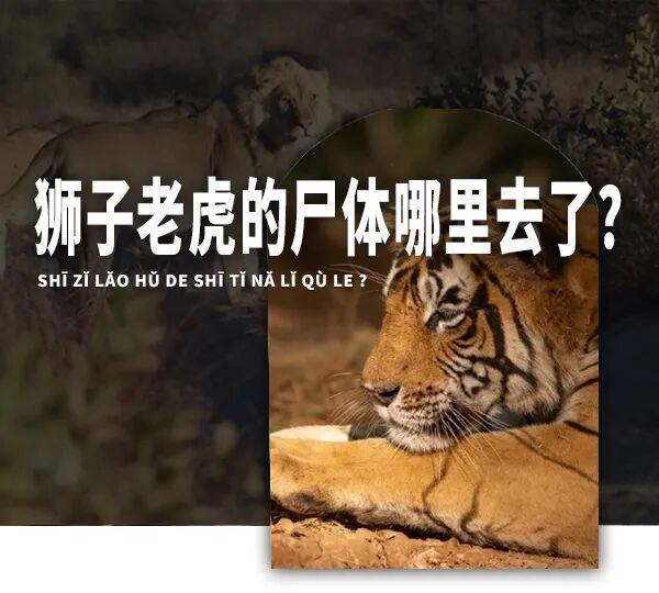 自然界中老死的狮子和老虎尸体为何罕见?它们去了哪里?