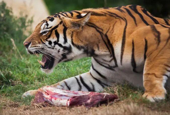 自然界中老死的狮子和老虎尸体为何罕见？它们去了哪里？插图1