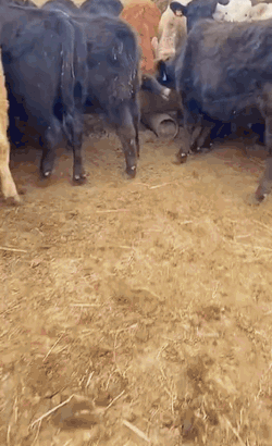 解解当牛仔…插图8