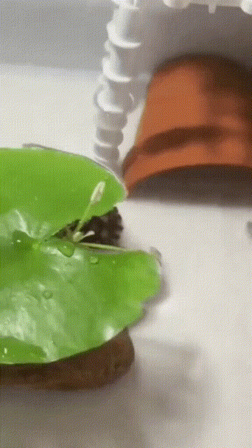 独孤九剑的传人…插图2