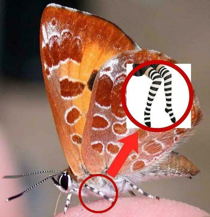 22次“视觉错乱”：你以为你看到了某个东西，但其实你没看错插图19