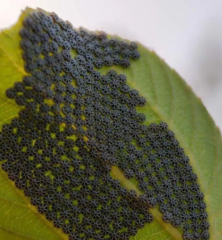 罕见瞬间捕捉：21张让你大开眼界的图片插图17