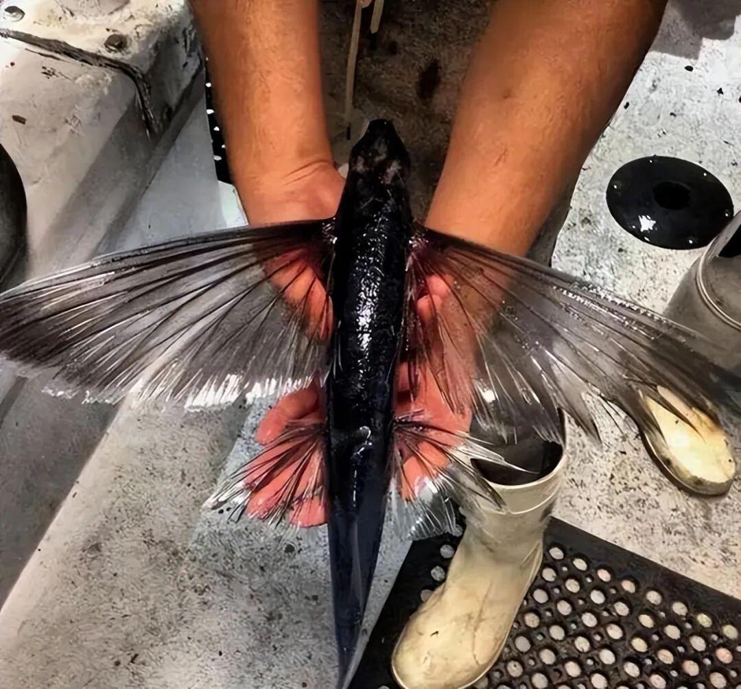 罕见瞬间捕捉：21张让你大开眼界的图片插图2