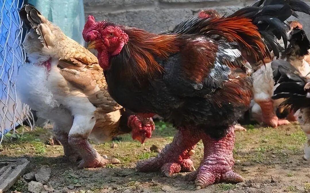 罕见瞬间捕捉：21张让你大开眼界的图片插图8