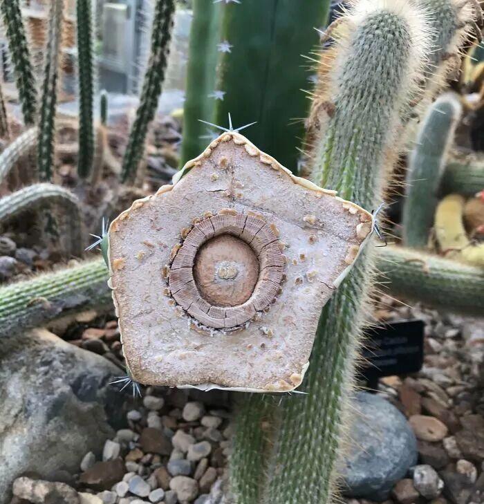 21个被切开的日用品，内部构造比你想的还精彩插图16