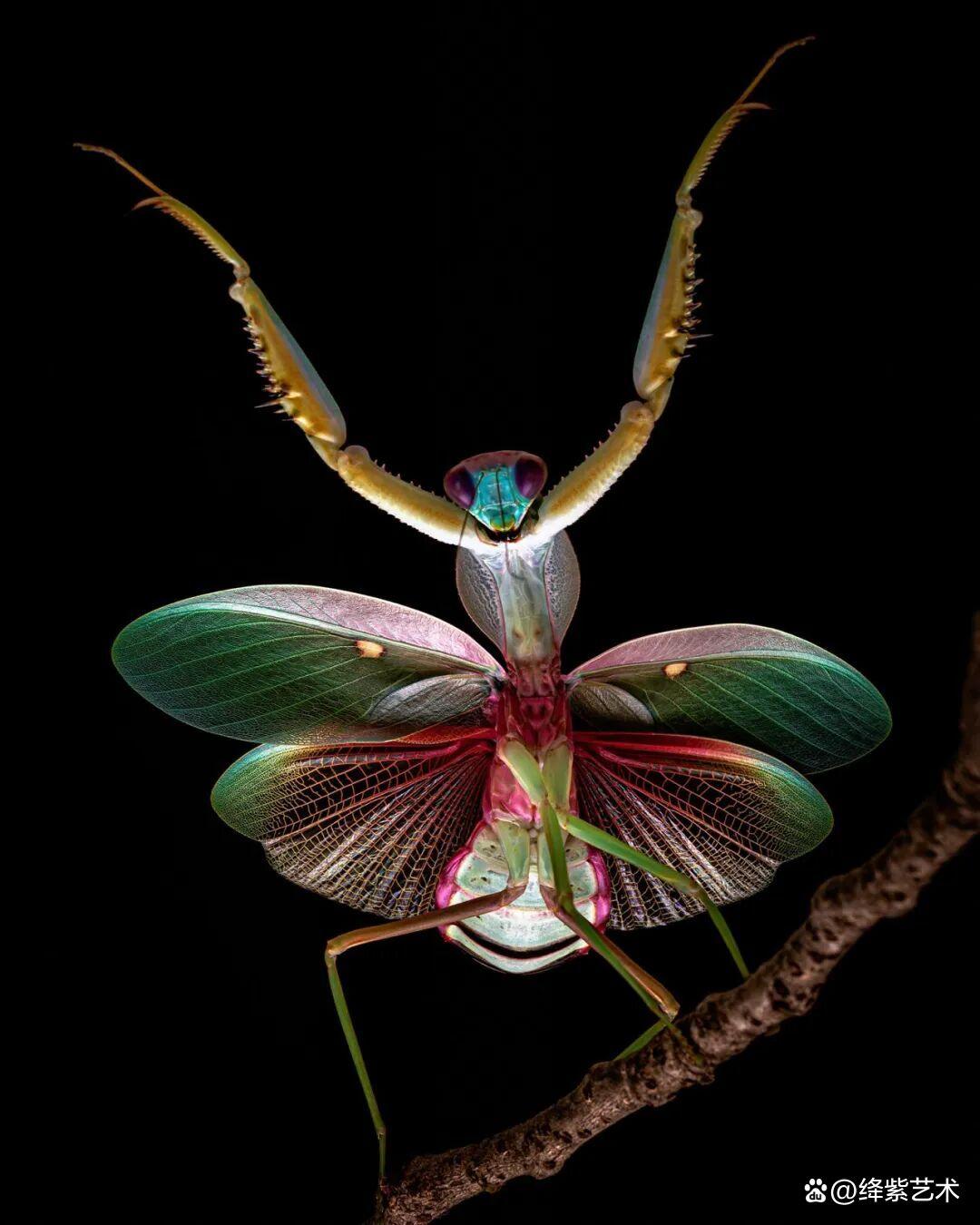 看之前，不就是一只螳螂吗？看之后，天使与恶魔的化身插图17