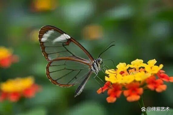 叹为观止！16个大自然造就的艺术，美得仿佛被精心设计过插图11