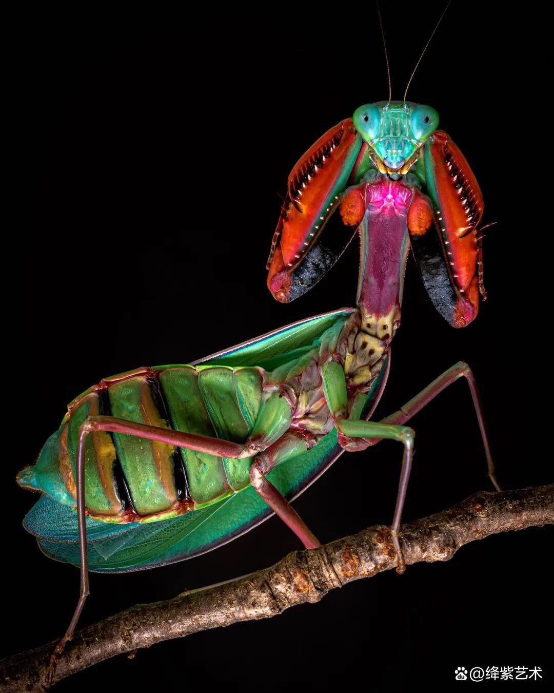 看之前，不就是一只螳螂吗？看之后，天使与恶魔的化身插图15