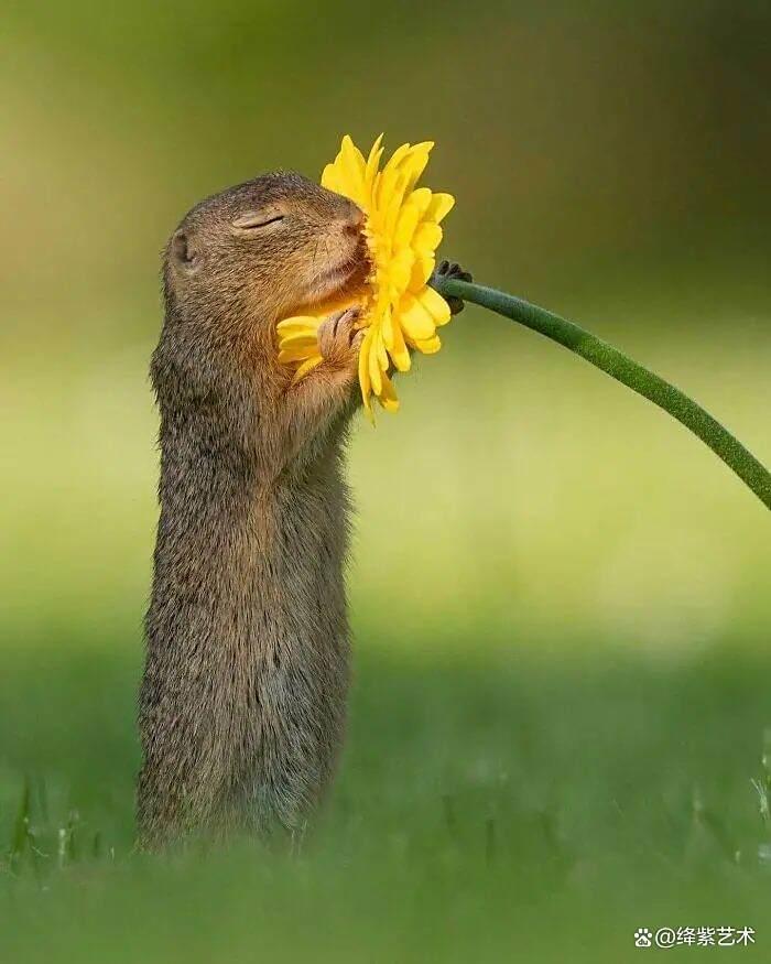天呀！这20幅可爱的动物摄影，让你烦恼全无插图15