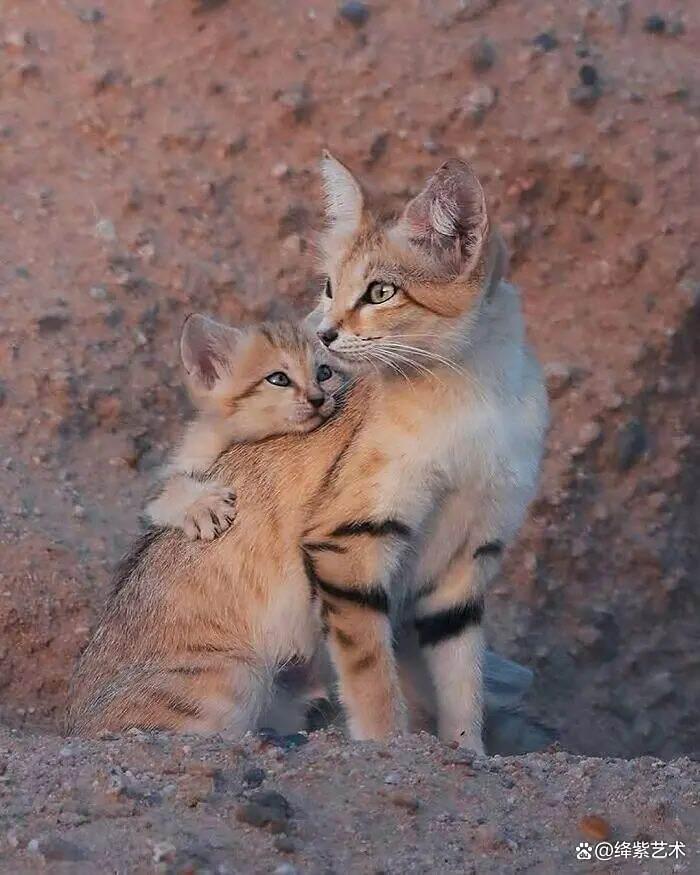 天呀！这20幅可爱的动物摄影，让你烦恼全无插图12