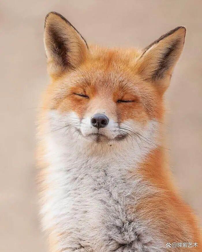 天呀！这20幅可爱的动物摄影，让你烦恼全无插图1