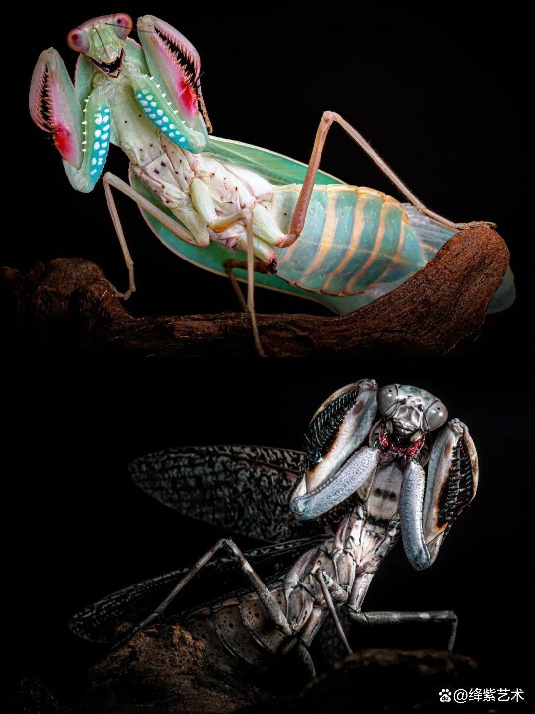 看之前，不就是一只螳螂吗？看之后，天使与恶魔的化身插图3