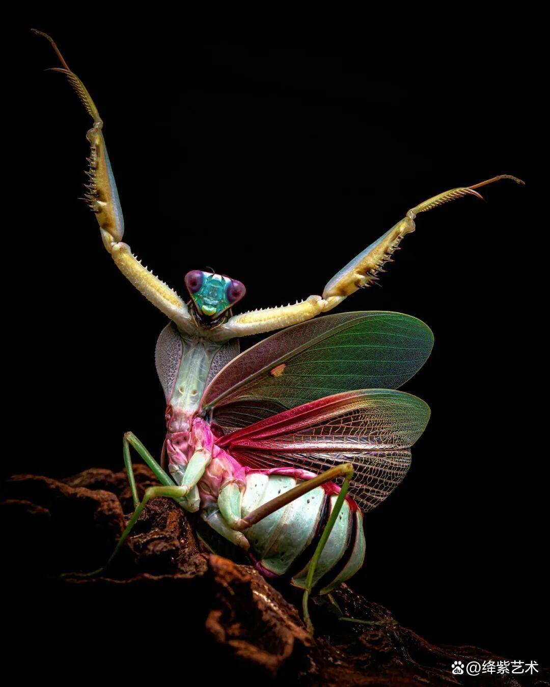 看之前，不就是一只螳螂吗？看之后，天使与恶魔的化身插图13