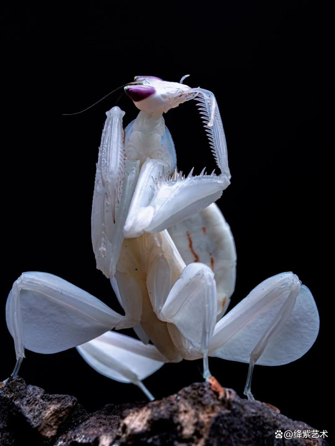 看之前，不就是一只螳螂吗？看之后，天使与恶魔的化身插图2