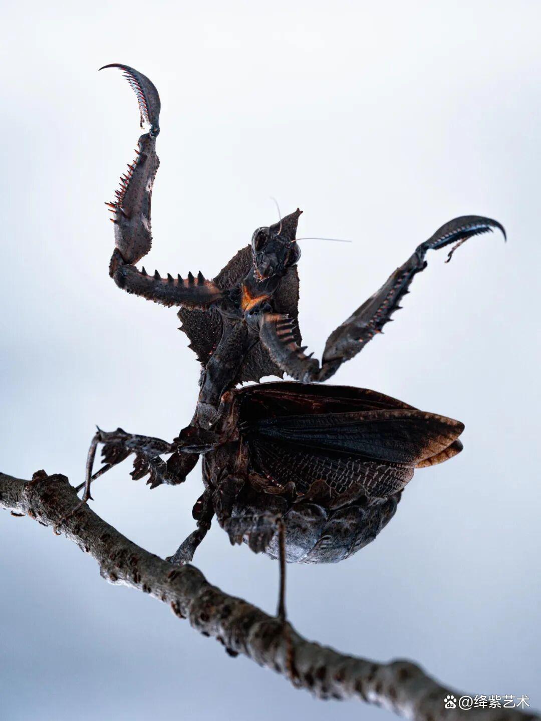 看之前，不就是一只螳螂吗？看之后，天使与恶魔的化身插图14