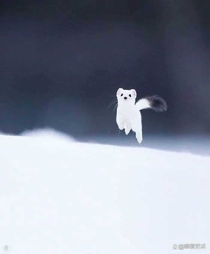 天呀！这20幅可爱的动物摄影，让你烦恼全无插图14