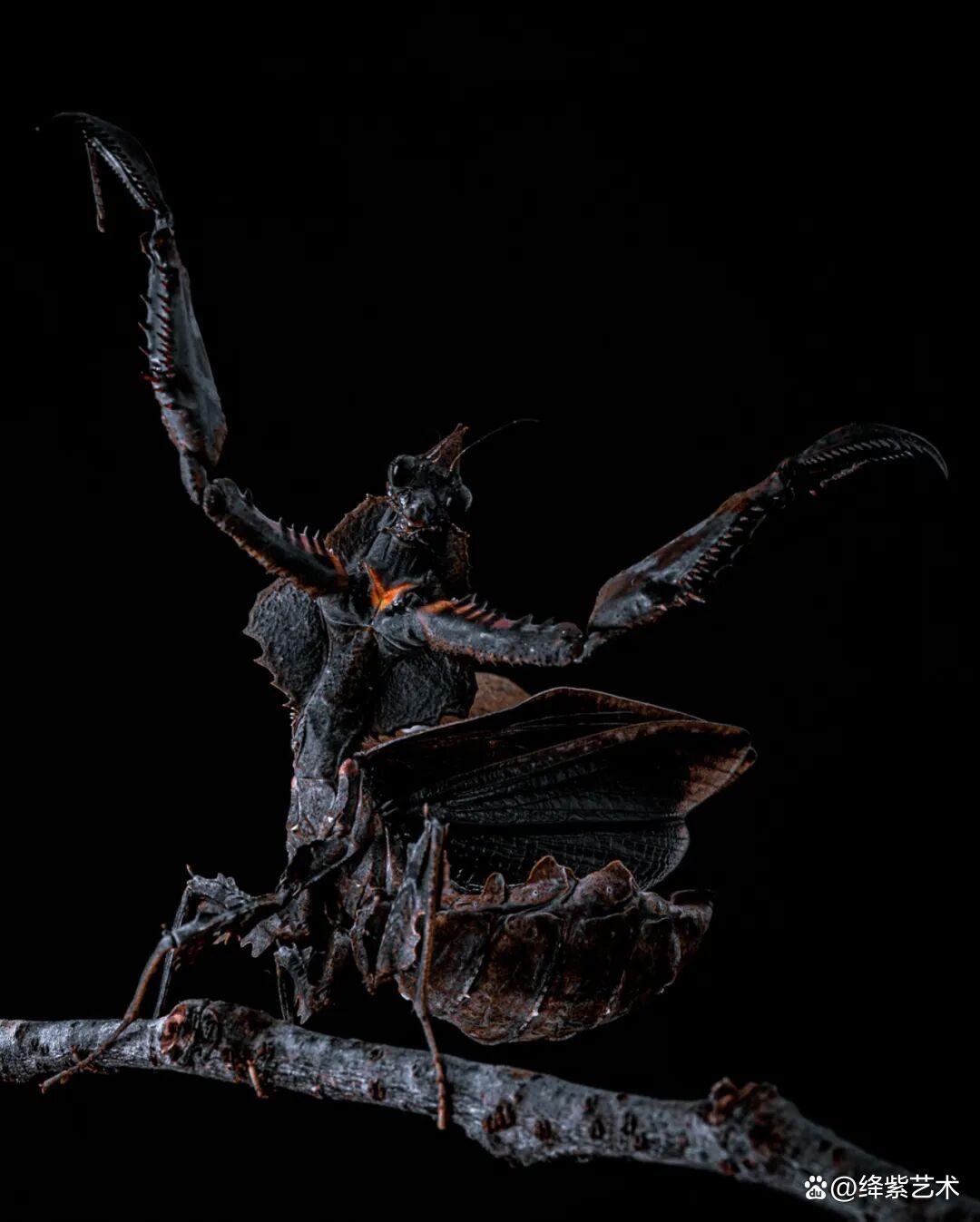 看之前，不就是一只螳螂吗？看之后，天使与恶魔的化身插图7