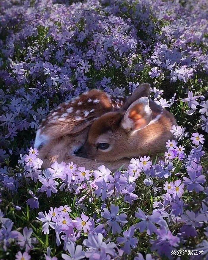 天呀！这20幅可爱的动物摄影，让你烦恼全无插图17