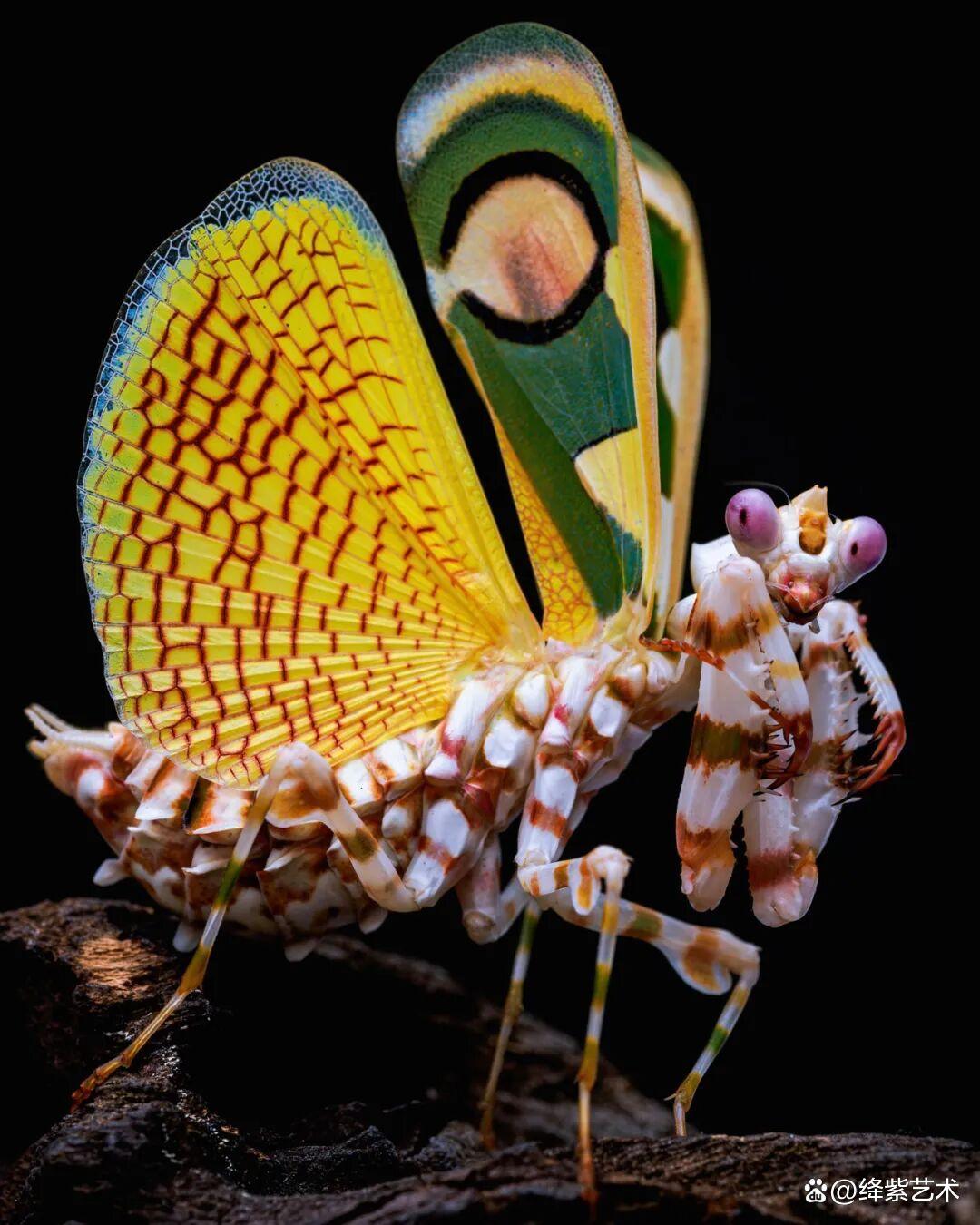 看之前，不就是一只螳螂吗？看之后，天使与恶魔的化身插图5