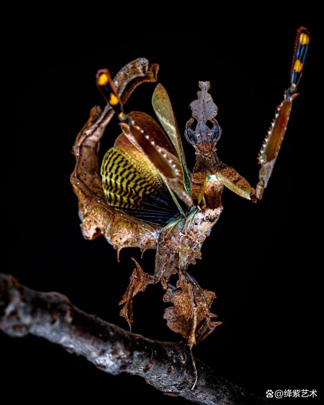 看之前，不就是一只螳螂吗？看之后，天使与恶魔的化身插图8