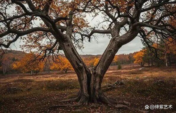 叹为观止！16个大自然造就的艺术，美得仿佛被精心设计过插图14