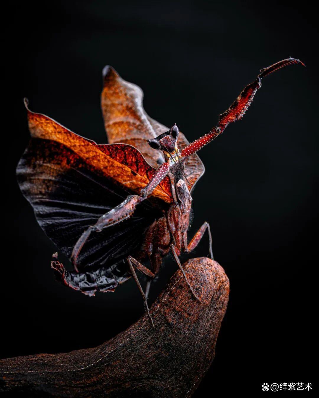 看之前，不就是一只螳螂吗？看之后，天使与恶魔的化身插图