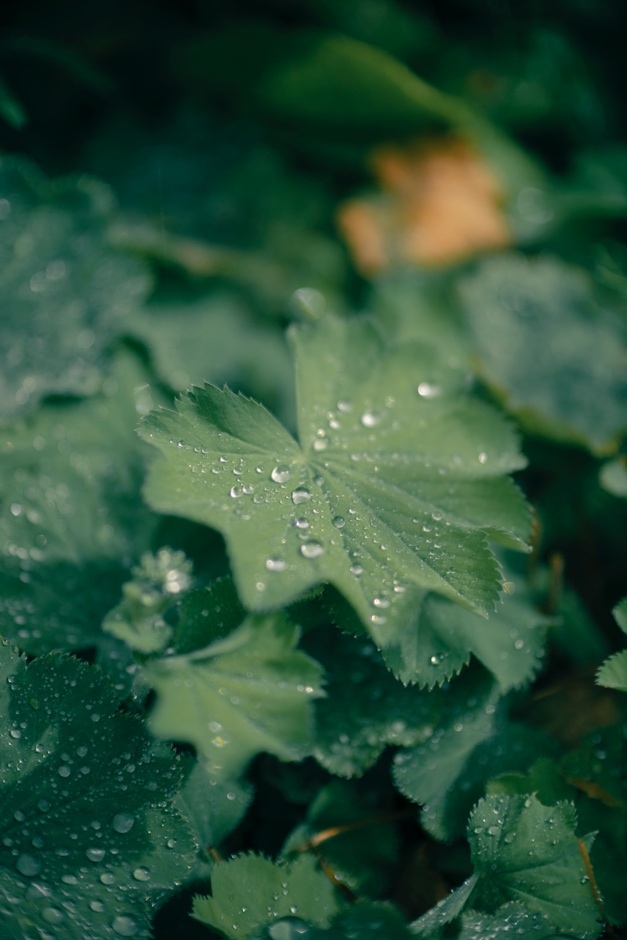 F1.2不再昂贵！佳能RF45mm F1.2 STM登场，售价2949元插图5