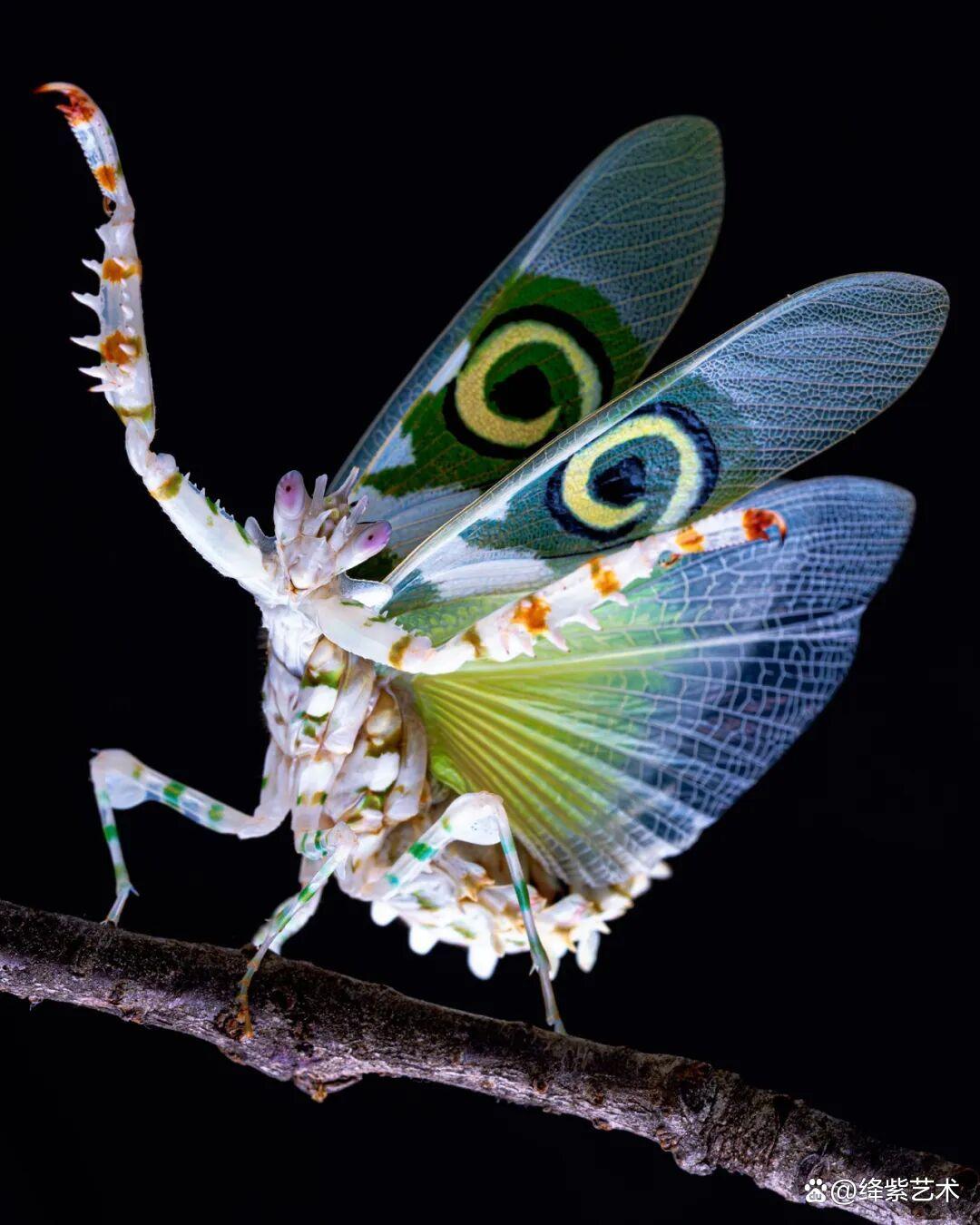 看之前，不就是一只螳螂吗？看之后，天使与恶魔的化身插图11