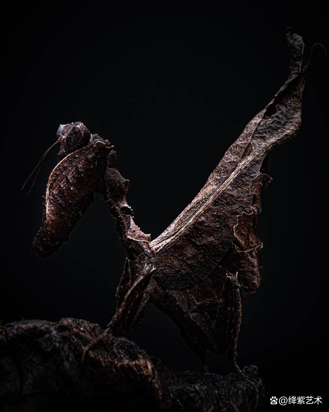 看之前，不就是一只螳螂吗？看之后，天使与恶魔的化身插图4