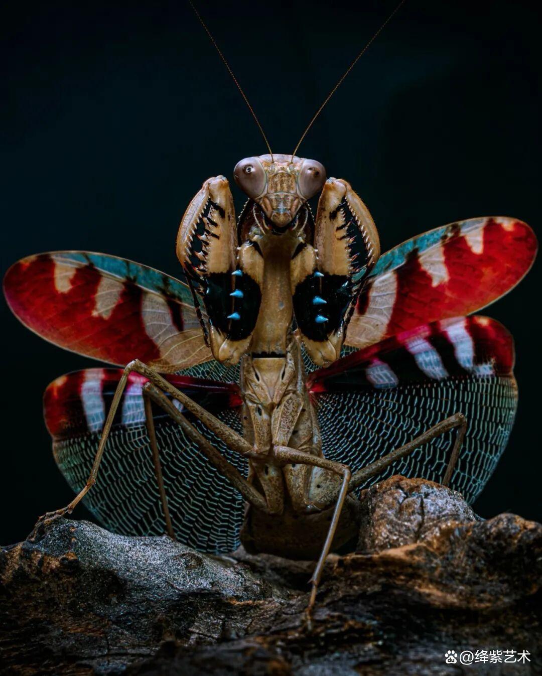 看之前，不就是一只螳螂吗？看之后，天使与恶魔的化身插图16