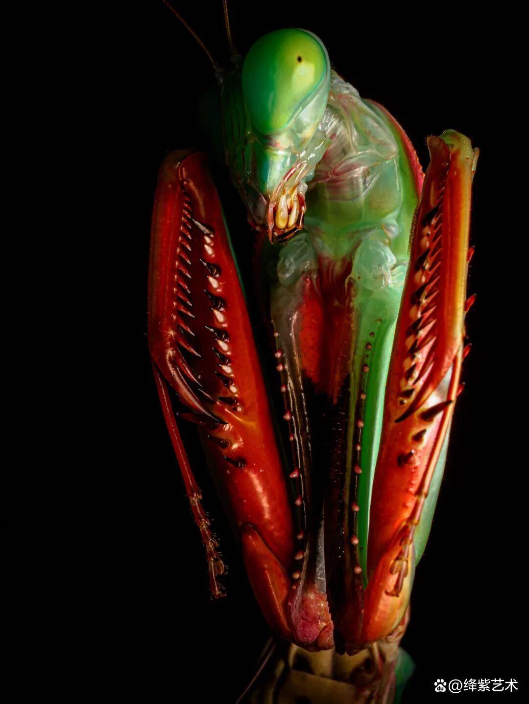 看之前，不就是一只螳螂吗？看之后，天使与恶魔的化身插图1