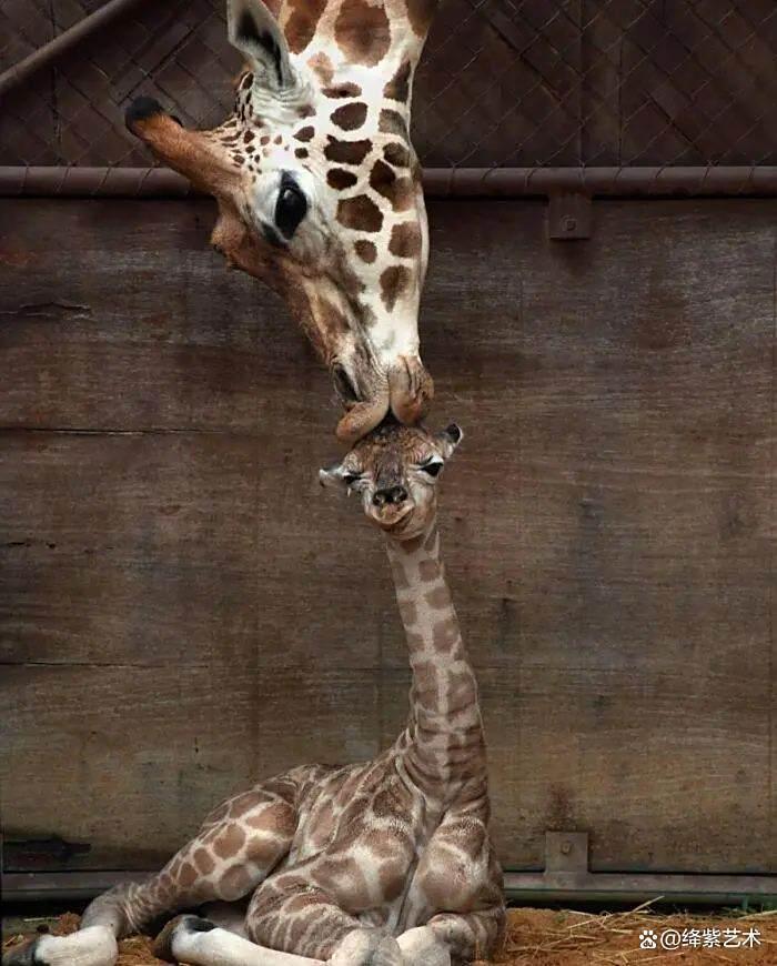 天呀！这20幅可爱的动物摄影，让你烦恼全无插图3