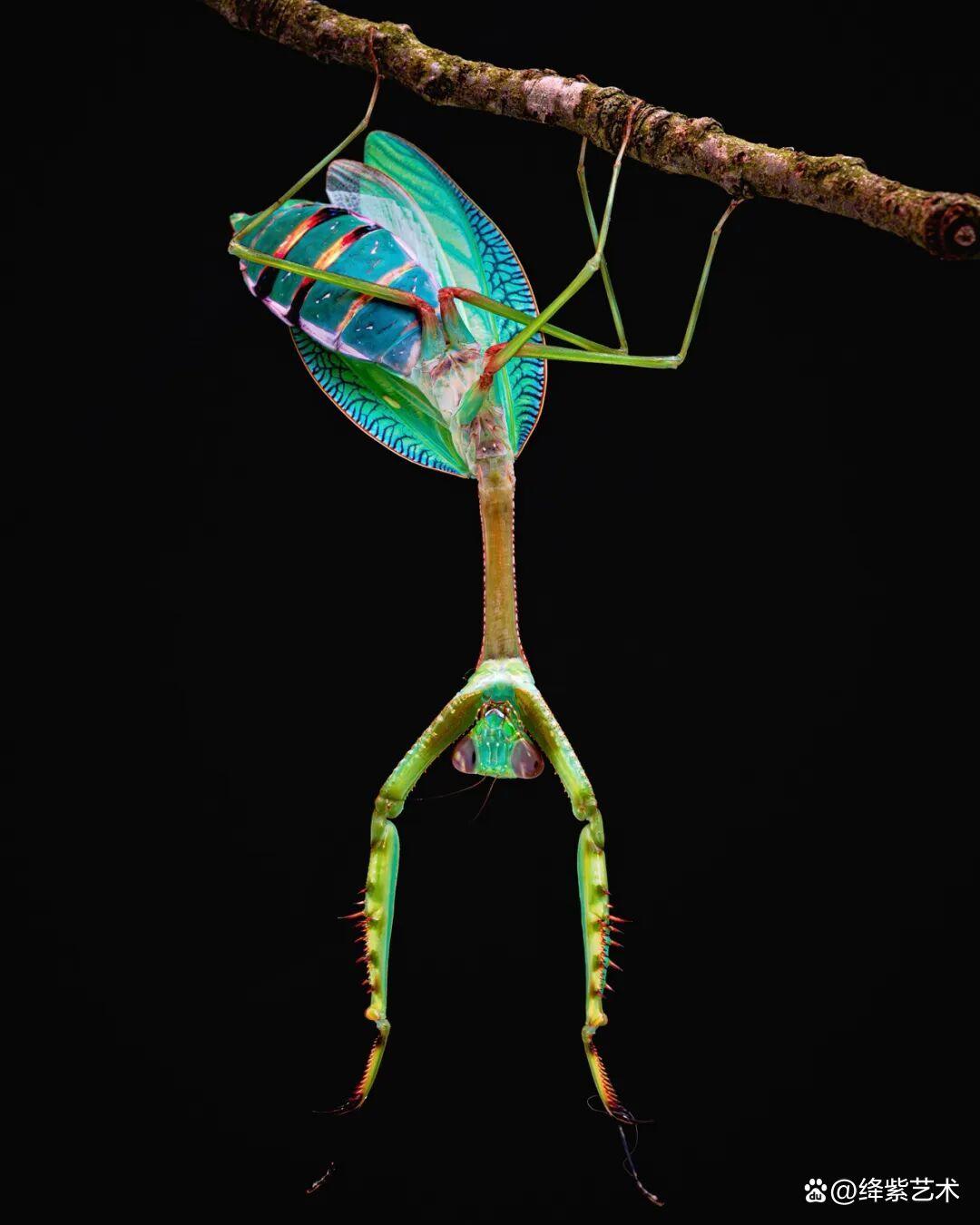 看之前，不就是一只螳螂吗？看之后，天使与恶魔的化身插图9