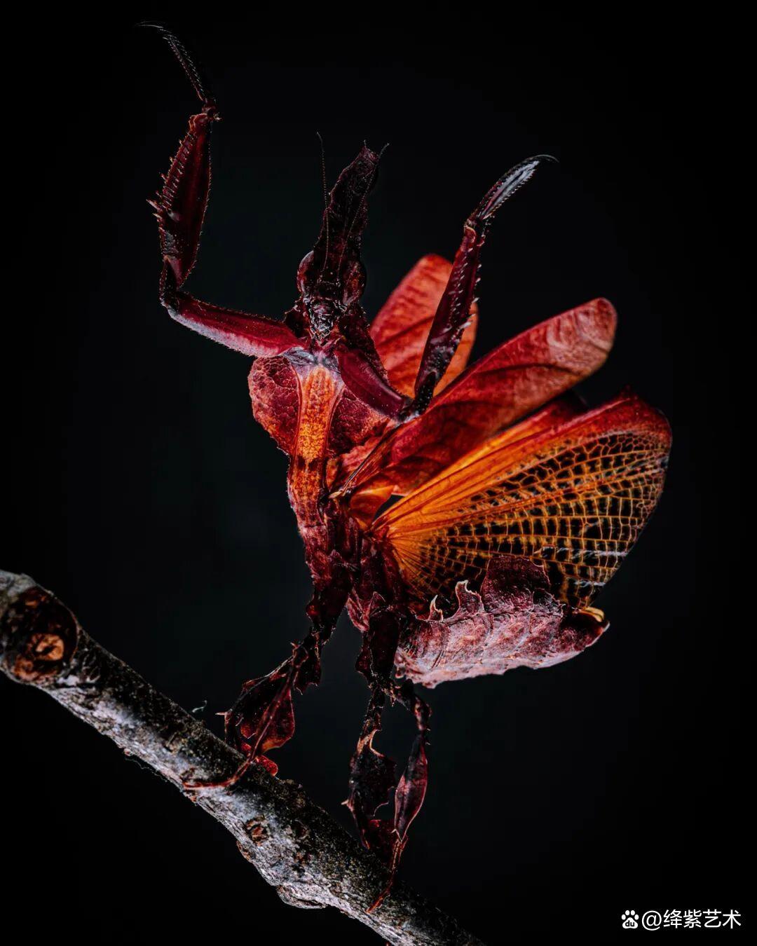 看之前，不就是一只螳螂吗？看之后，天使与恶魔的化身插图12