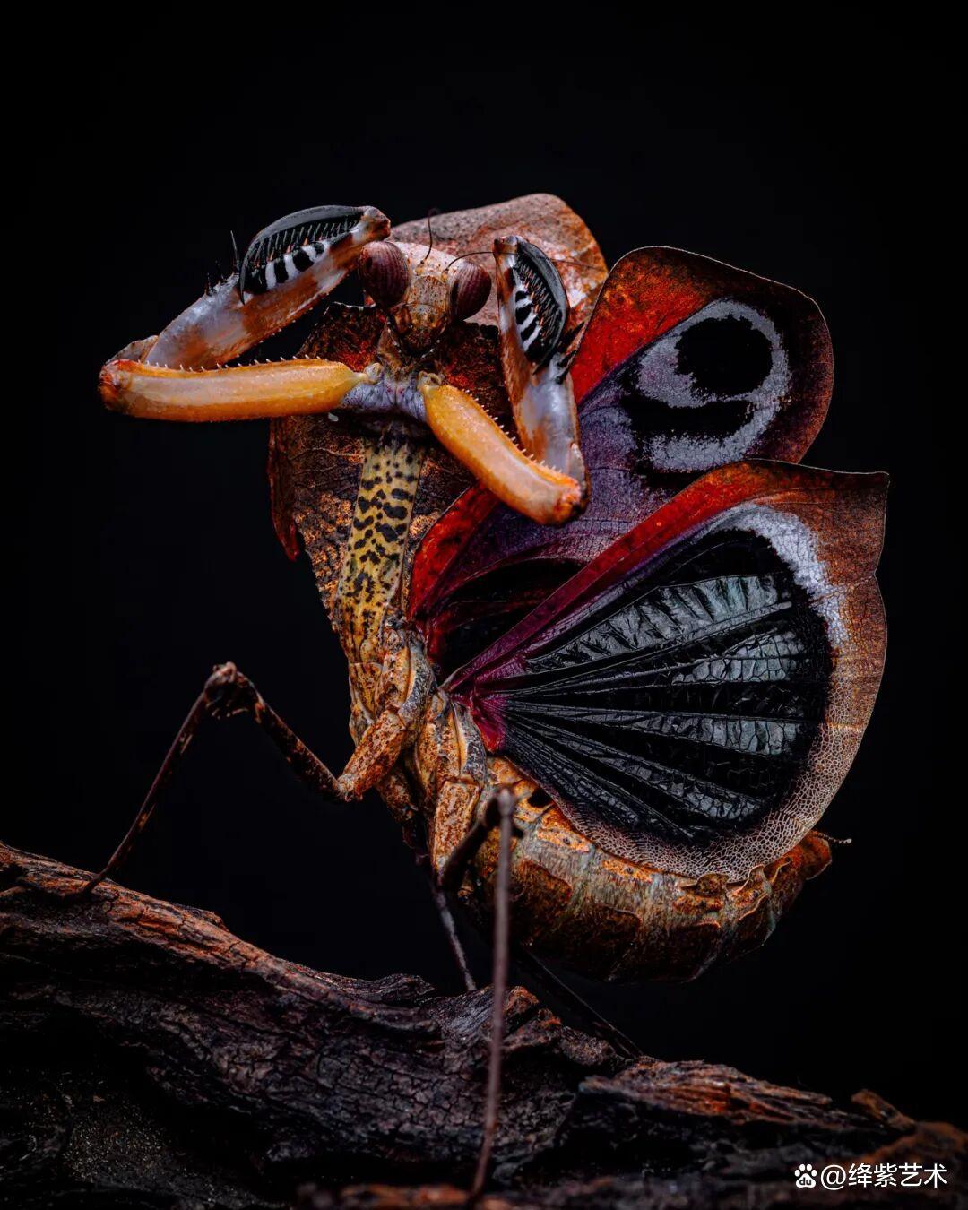 看之前，不就是一只螳螂吗？看之后，天使与恶魔的化身插图6