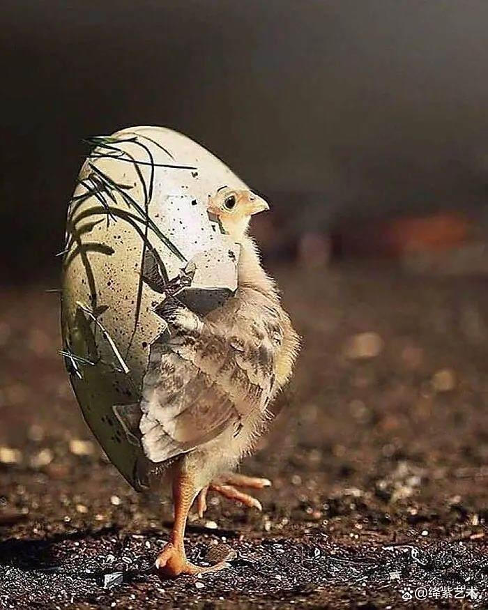 天呀！这20幅可爱的动物摄影，让你烦恼全无插图6