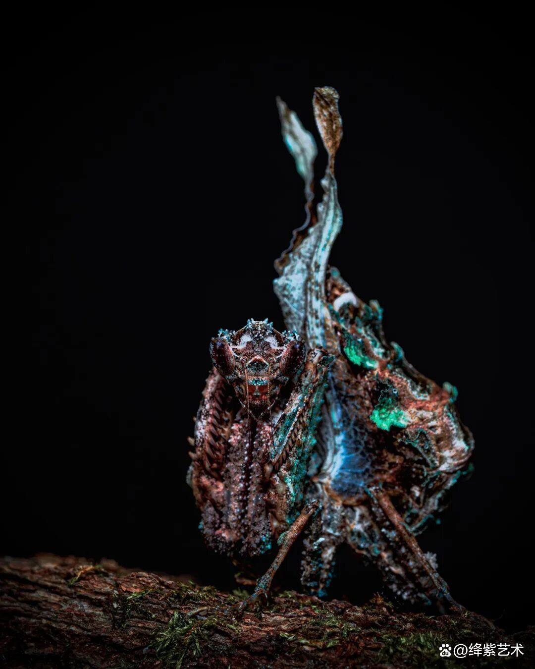 看之前，不就是一只螳螂吗？看之后，天使与恶魔的化身插图18